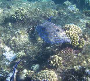 Feilenfisch am Hausriff Hotel Sol Y Mar Dar El Medina