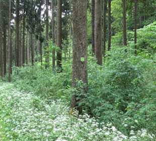 Premiumwanderweg "hochgehackert"