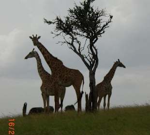 Giraffen