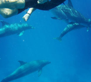 Mit Delfinen