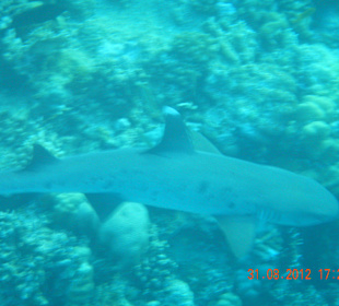 Schnorcheln mit einem Hai 