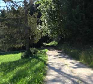 Waldameisen-LehrPfad