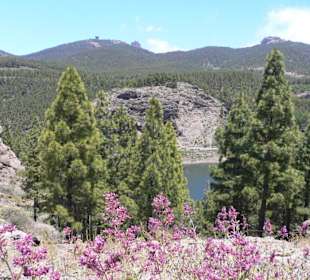 Ausflug : Blick zum Pico de las Nieves