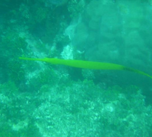 Chinesischer Trompetenfisch