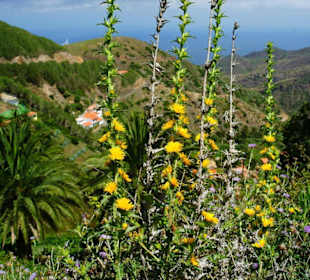 Blumenpracht La Gomera
