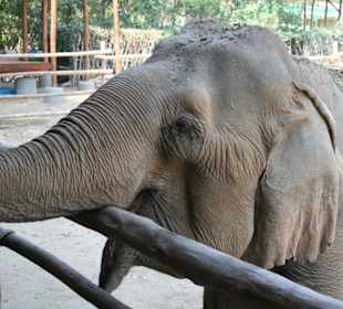 Elefant bei der Fütterung