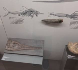 Naturkundemuseum