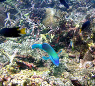 Tauchen Aqua One Phuket