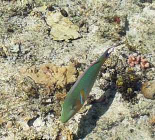 Schnorcheln Marsa Alam