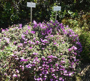 Unterwegs im Rennsteiggarten
