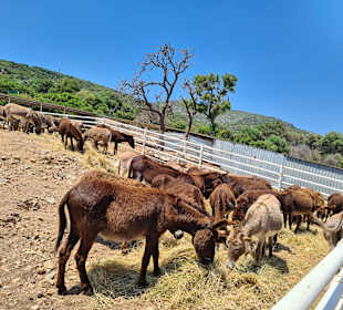 Bootstour Poseidon Çesme