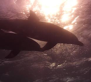 Delfine im Sonnenlicht...