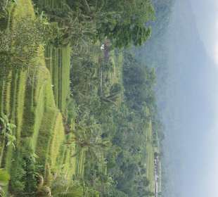 Reisterrassen auf Bali