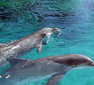 Zwei Delfine