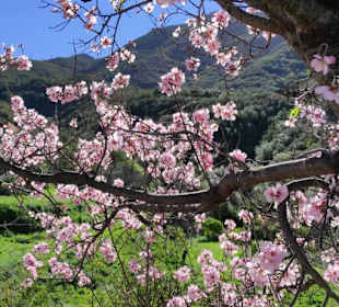 Mandelblüte im Tenogebirge