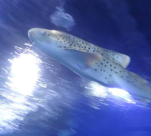 Im Aquarium unterwegs