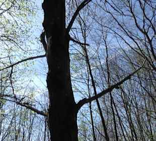 Baumlehrpfad Sontheim