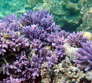 Wunderschöne Korallen