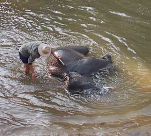 Elefantencamp Chiang Mai