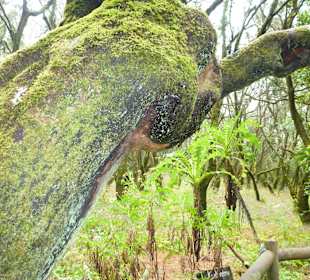 Impressionen La Gomera