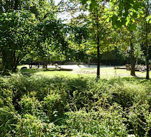 Nilgau Antilopen Anlage