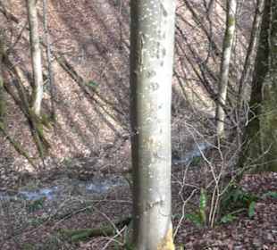 Wasserfallsteig