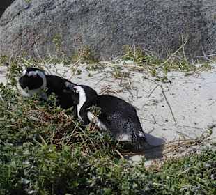 Boulders Beach