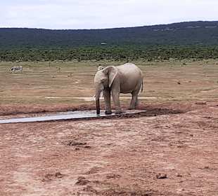 Addo Elephant Park
