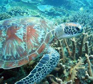 Schildkröte ganz nah