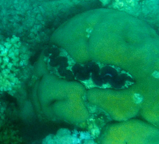 Korallenriff Fantasy - beim Schnorcheln gesehen