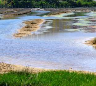Naturschutzgebiet dei Pini