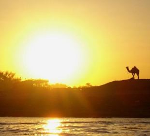 Kamel im Sonnenuntergang