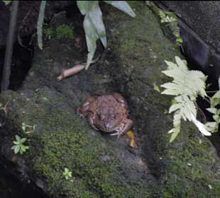 The Princess Mother Memorial Park: Suan Somdet Ya