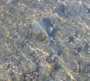 Blaupunktrochen am Strand 