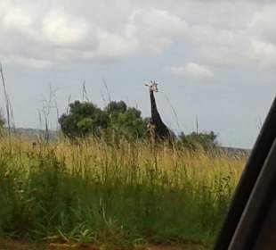 Shimba Hills