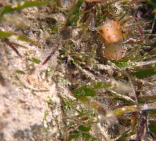 Nachbarbucht "Cylon Sternenschnecke"