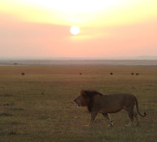 Masai Mara Safari 