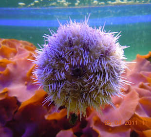 Kugelartiges Fischtierchen