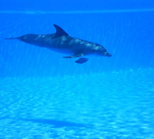 Delphin
