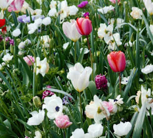 Blumenpracht im Keukenhof