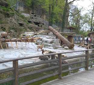 Eurasienbereich - Steinböcke