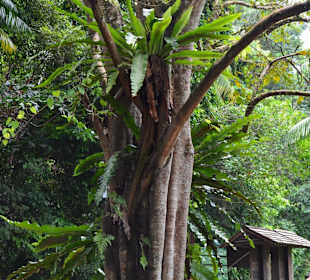 Botanischer Garten Singapur