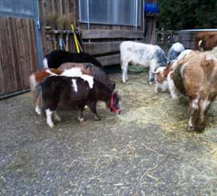 Gut Aiderbichl Fressstation