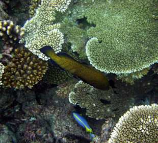 Schöne Unterwasserwelt