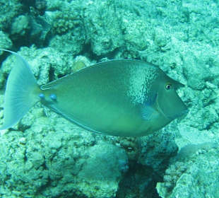 Kurznasendoktorfisch