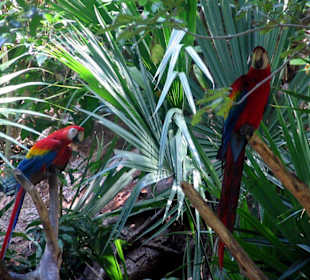 Vogelpark Xamanha