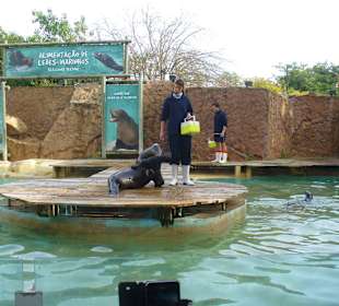 Fütterung der Seelöwen