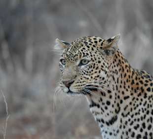 Leopard Tsavo West