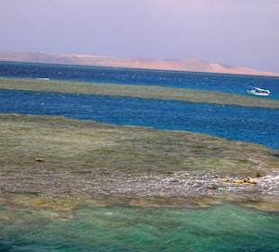 Dolphintour mit Oototo zum Zweiten