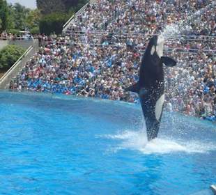 Shamu Show